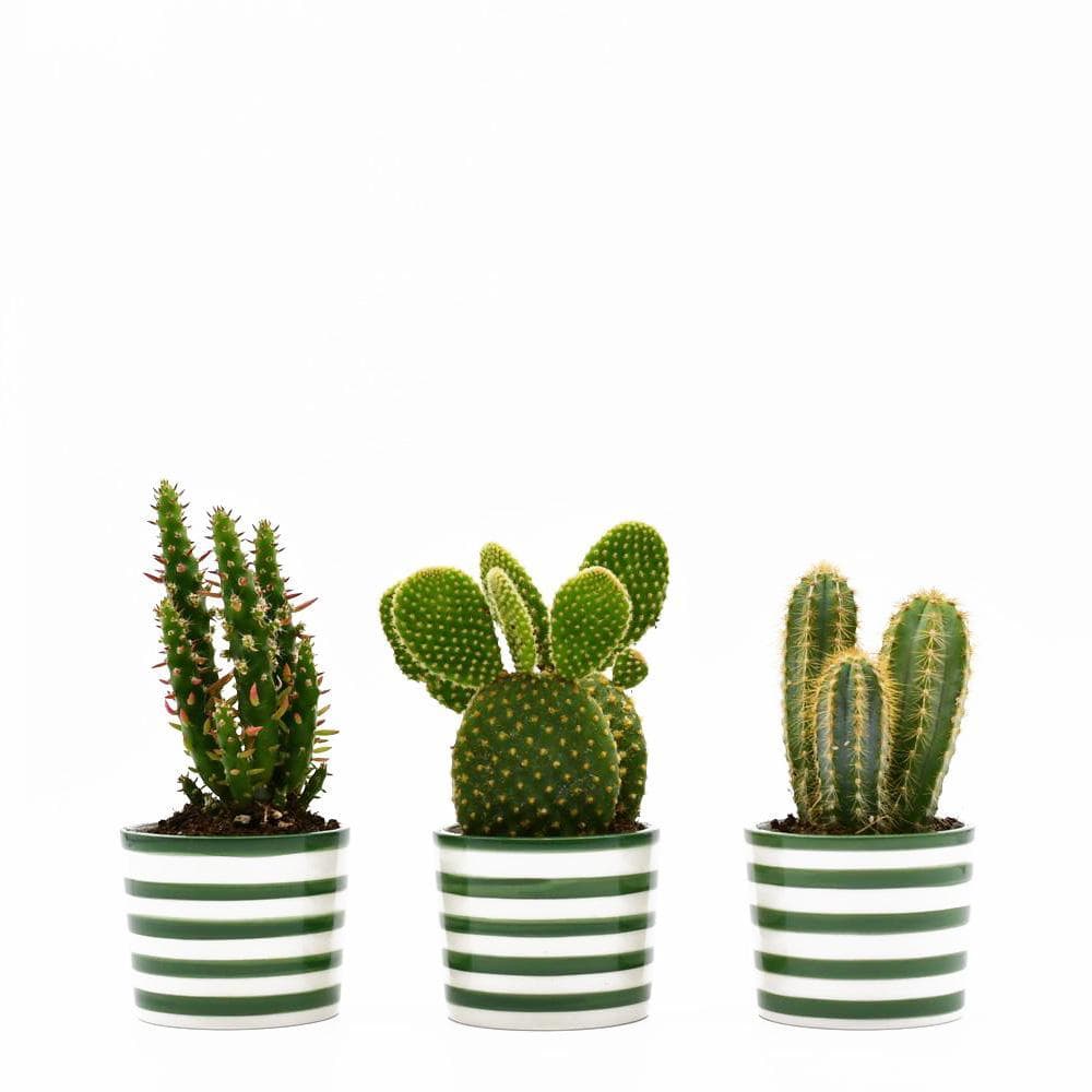 Costa Nova I Set of 3 Ceramic Pots - Green