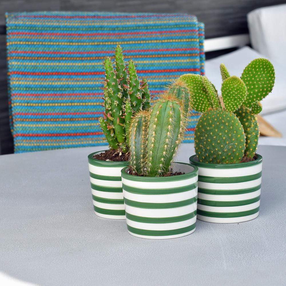Costa Nova I Set of 3 Ceramic Pots - Green