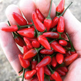 Portuguese Piri-Piri I Hot